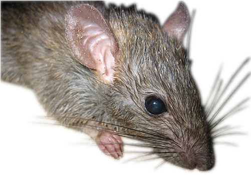 How To Catch A Rat - Rats (500x367), Png Download