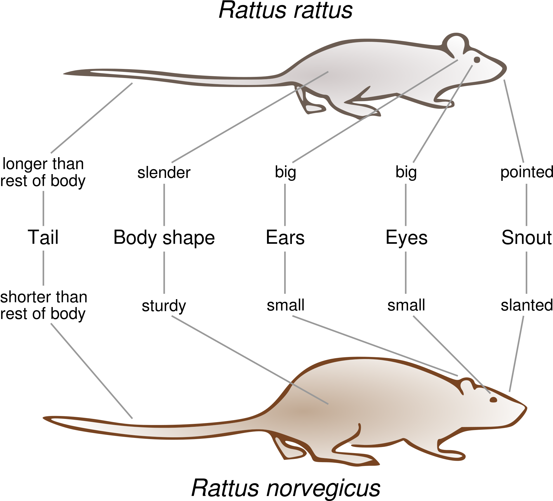 Open - Black Rat Brown Rat (2000x1793), Png Download