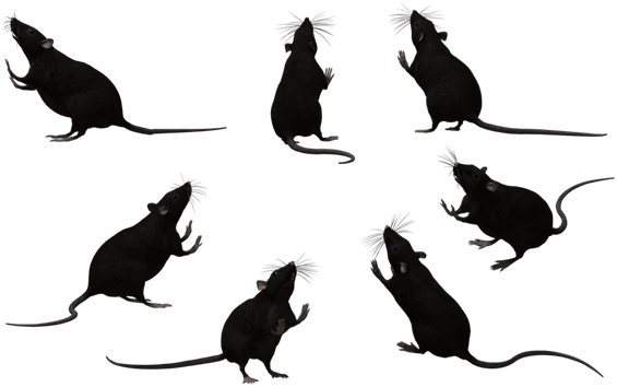 And The Only Culprit During This Rainy Season, Living - Rats Black And White (600x378), Png Download
