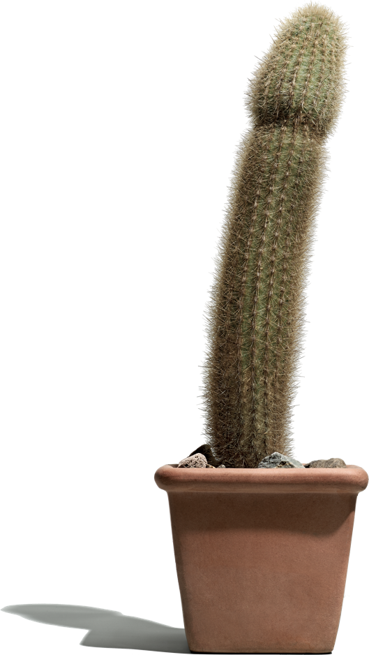 Treat Erectile Dysfunction - Cactus Sex (529x937), Png Download