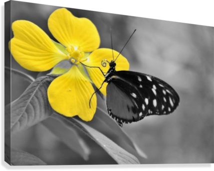 Butterfly Kiss On Yellow Splash Flower Canvas Print - Nao Havera Borboletas Sem (429x344), Png Download