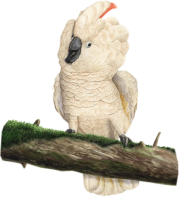 Happy-cockatoo - Cockatoo Png (356x393), Png Download
