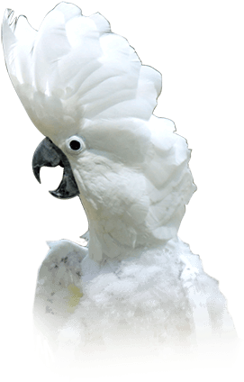 Umbrella Cockatoo (410x449), Png Download