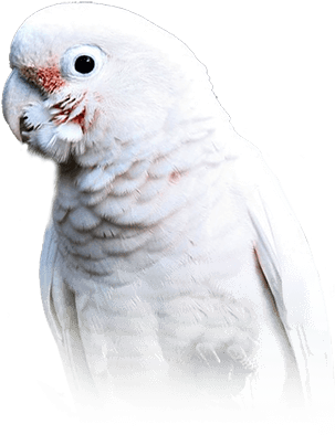 Goffin's Cockatoo - Goffin Cockatoo (410x449), Png Download