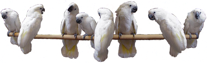Above We Have A Group Of Young Umbrella Cockatoos - Sulphur-crested Cockatoo (682x208), Png Download