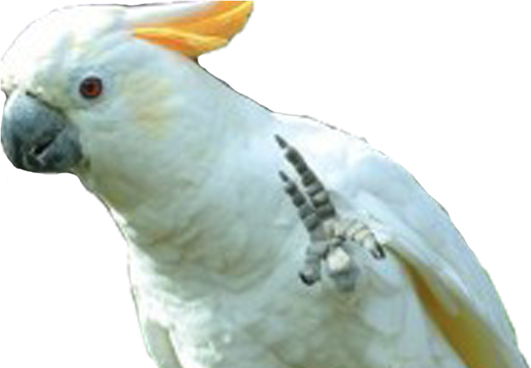 Transparent Cockatoo (1000x524), Png Download