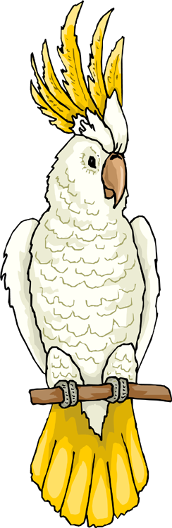 Cockatoo Cliparts - Cockatoo Cow Clip Art (244x750), Png Download