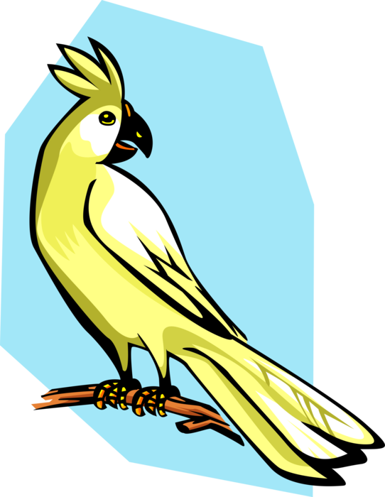 Vector Illustration Of Cockatoo Parrot Bird - Cockatiel (542x700), Png Download