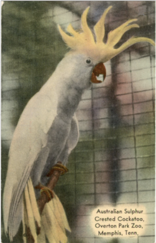 Australian Sulphur Crested Cockatoo Overton Park Zoo - Overton Park (480x480), Png Download