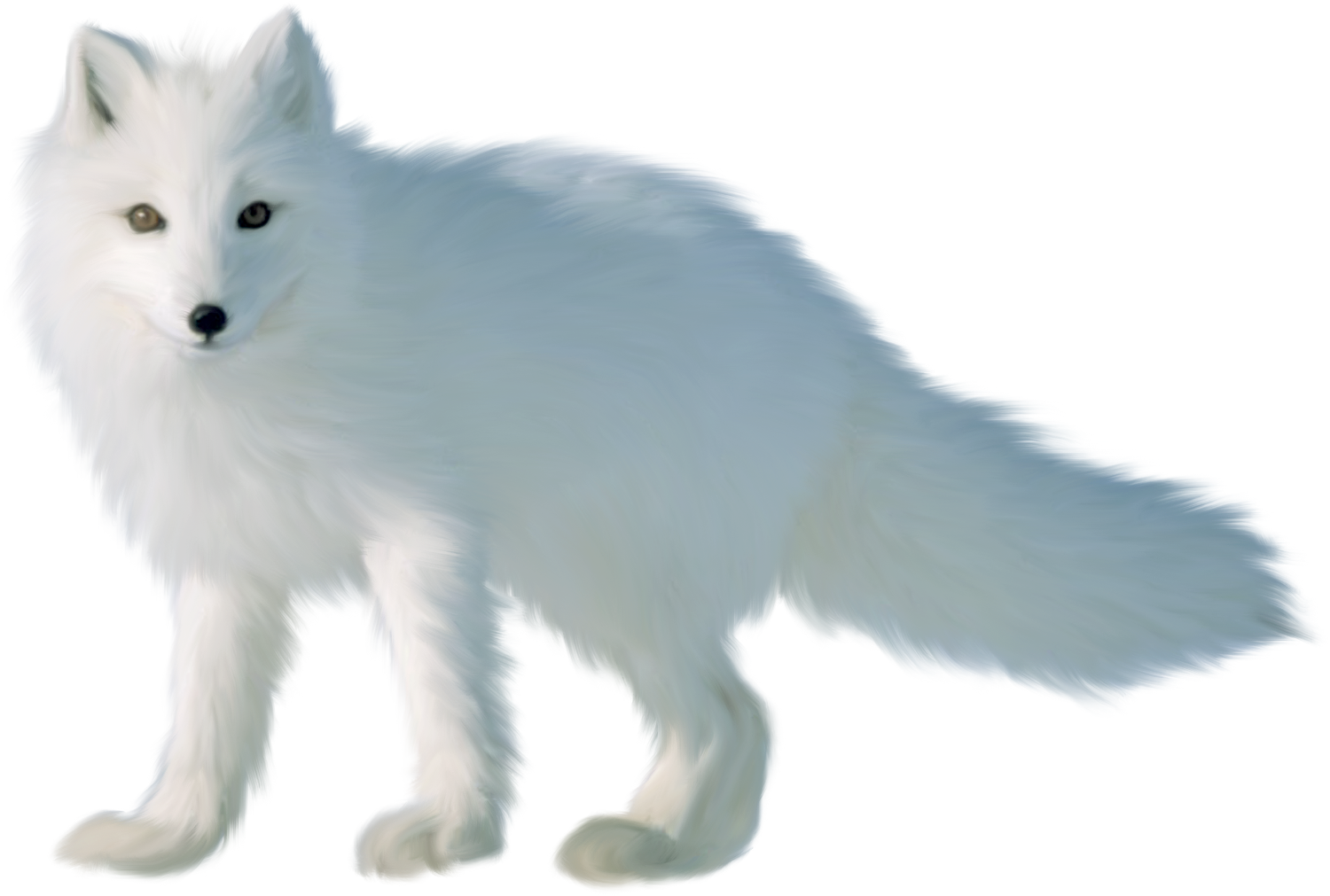 Arctic Fox Transparent Images - Fox (1500x1011), Png Download