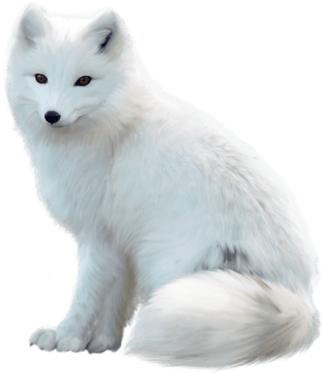 Free Png Fox Png Images Transparent - Arctic Fox Png (480x540), Png Download