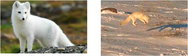 The Arctic Fox Live In Alaska, Canada, Greenland, Russia, - Best In Wildlife Photography 2012 (636x190), Png Download