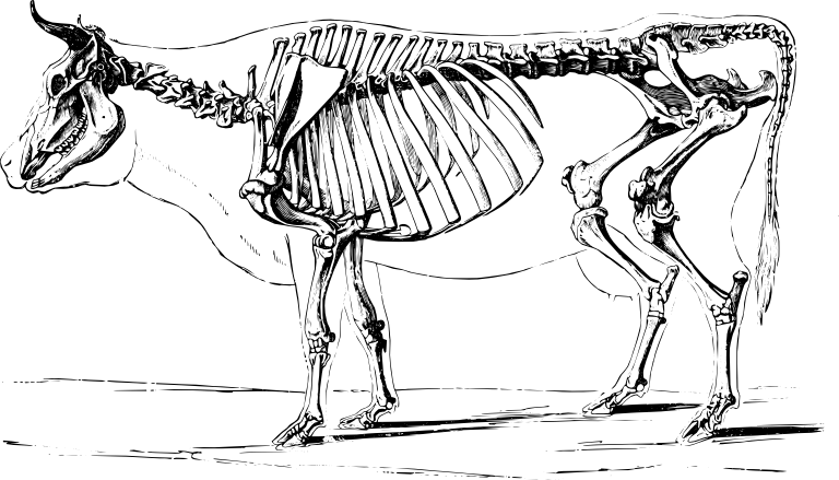 [ Img] - Cow Skeleton Drawing (768x439), Png Download