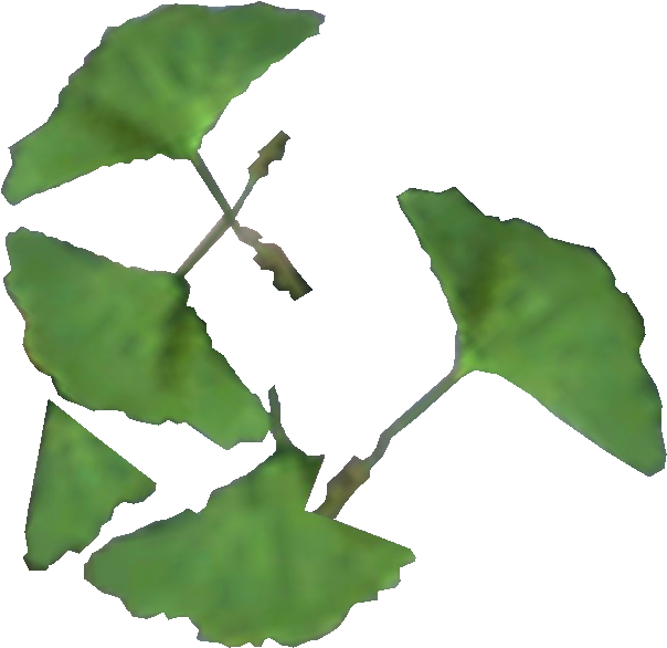 Ginko Leaf - Лист Гинкго Пнг (695x640), Png Download