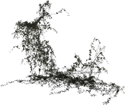 Leaf,common - Плющ Пнг (500x500), Png Download