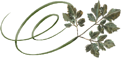 Spring Flowers, Autumn Leaves, Grapes Swirly Honey - Honey Locust (519x346), Png Download