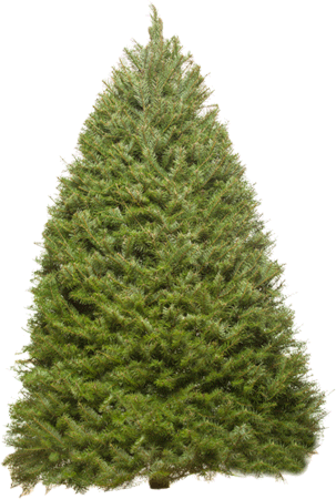 The Douglas Fir Is A Dark Shade Of Bluish Green, With - Christmas Tree Images Original (303x450), Png Download