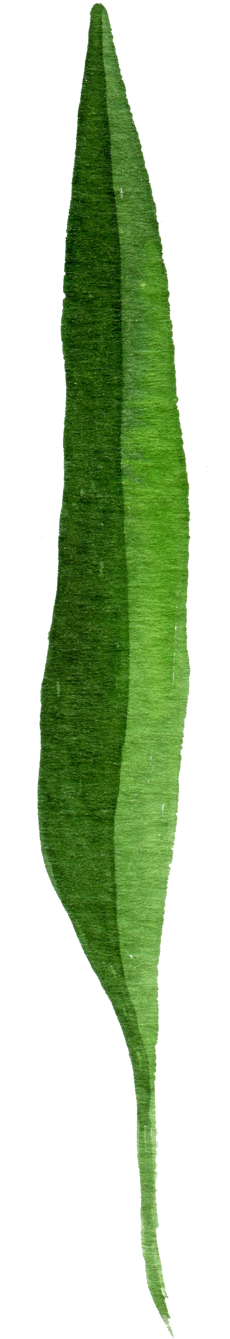 Dark Foliage Cartoon Transparent - Northern Catalpa (1021x3000), Png Download