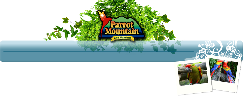 Parrott-mountain - Gatlinburg Parrot Mountain (1001x398), Png Download