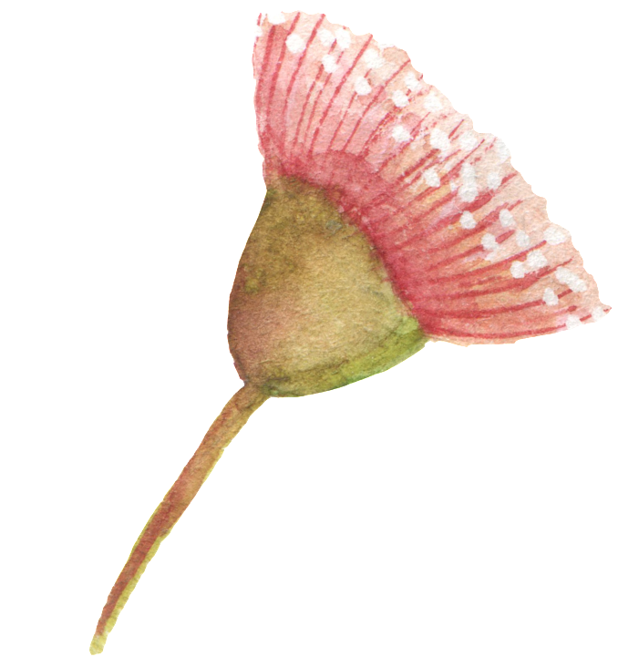 Pink Dandelion Transparent - Portable Network Graphics (1024x1024), Png Download