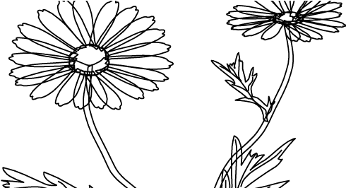 Stoke Flower Vector - Flower (505x265), Png Download