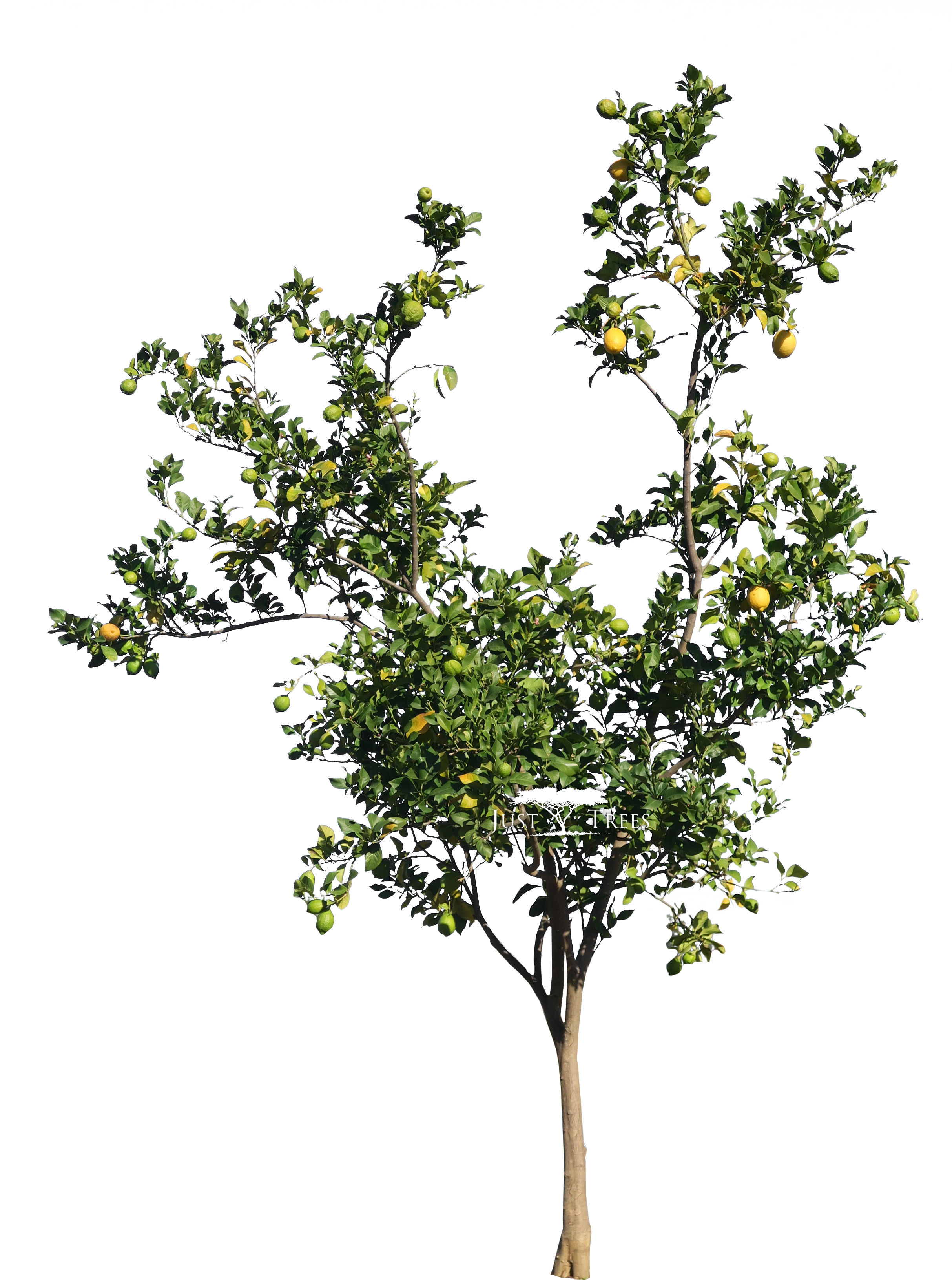 Citrus Limon - Lemon (2425x3446), Png Download