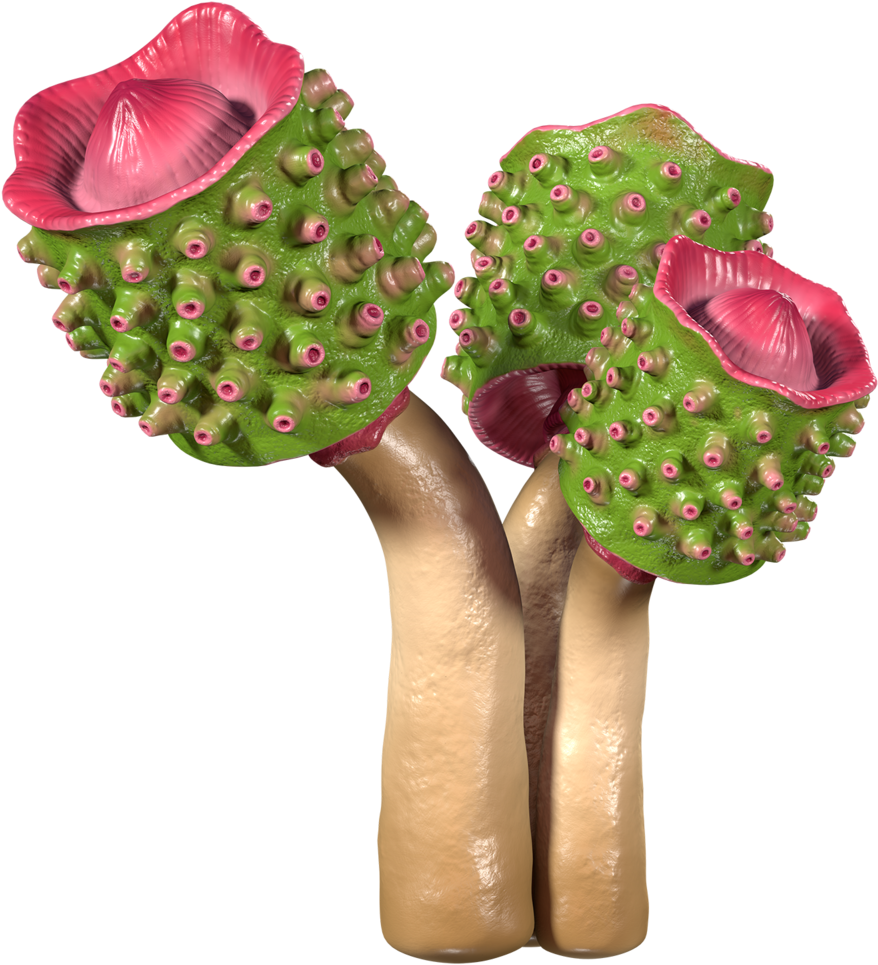 For Club Sandwich - Club Sandwich (1000x1000), Png Download