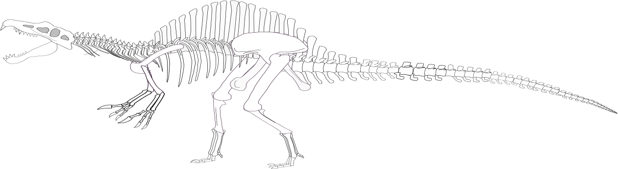 Spinosaurus Skeleton - Toolbox (1280x960), Png Download