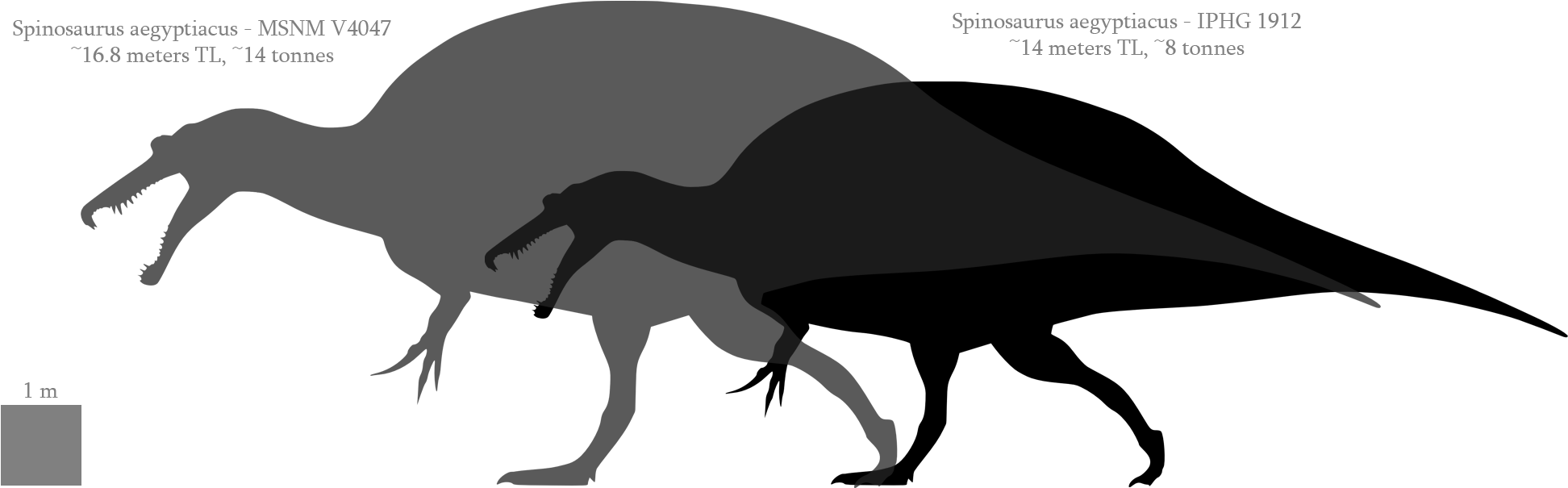 3hf4uoc ] - Spinosaurus Size Comparison (1950x606), Png Download