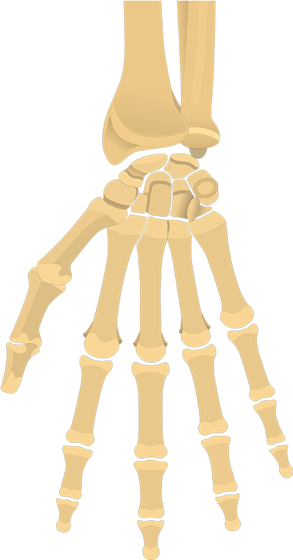 Unlabeled Bones Of The Hand (1200x831), Png Download