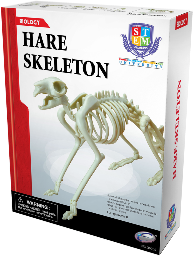 Skeleton (767x1000), Png Download