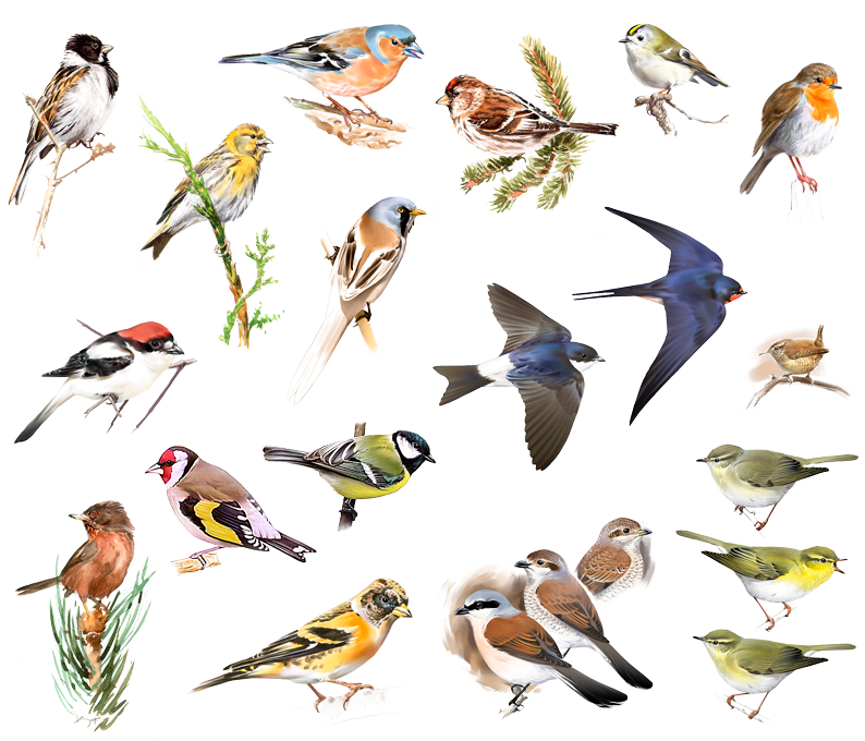 Aves - Bird (800x800), Png Download