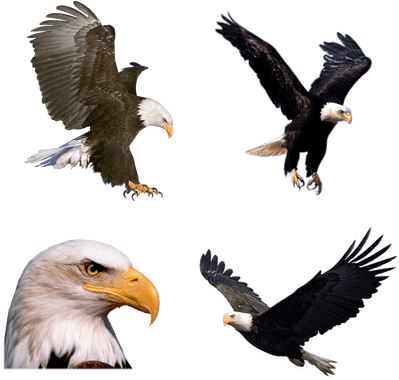 Descargar Gratis Aves Png Transparente - Flying Eagle Png (400x400), Png Download