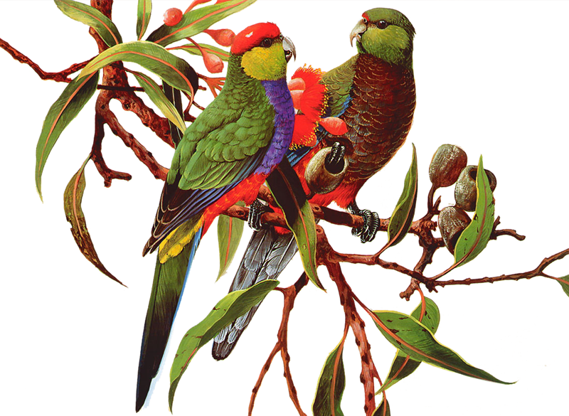 Aves Png - Gravel Dekoratif Baskılı Kırlent - A50226 (800x585), Png Download