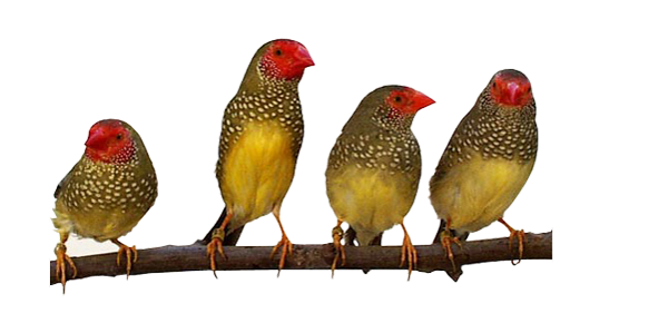 La Pajarera Viene Incluida Con Los Comederos/bebederos - Star Finch (600x281), Png Download