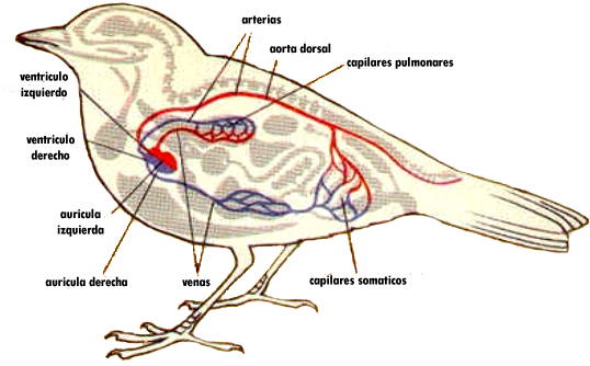 Sistema Circulatorio De Las Aves (542x344), Png Download