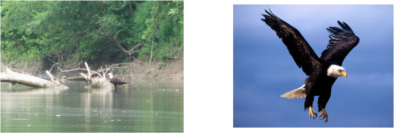 Picture - Flying Eagle (796x270), Png Download