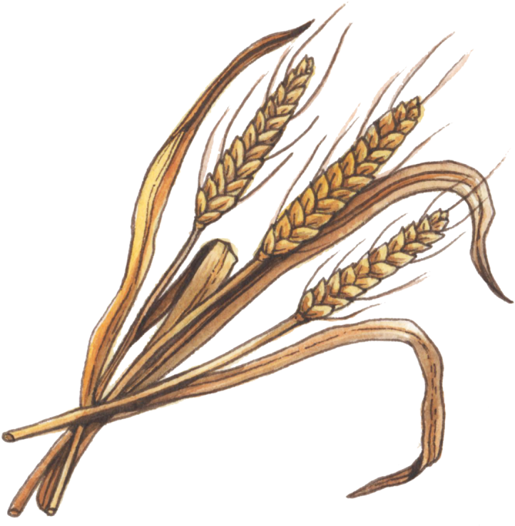 Common Names - Memorial Sloan Kettering Cancer Center (800x800), Png Download