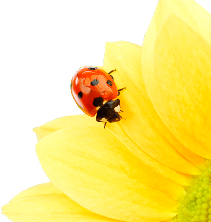 Pollen Desensitization - Allergen Immunotherapy (450x450), Png Download