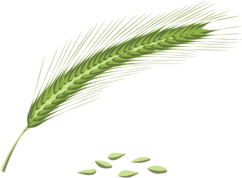 Rye Flower Pollen (500x394), Png Download