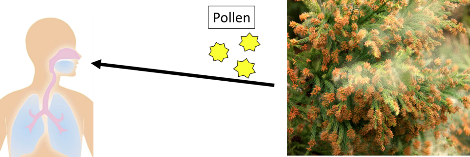 When Pollen Invades The Body From Mucous Membranes - News (963x323), Png Download