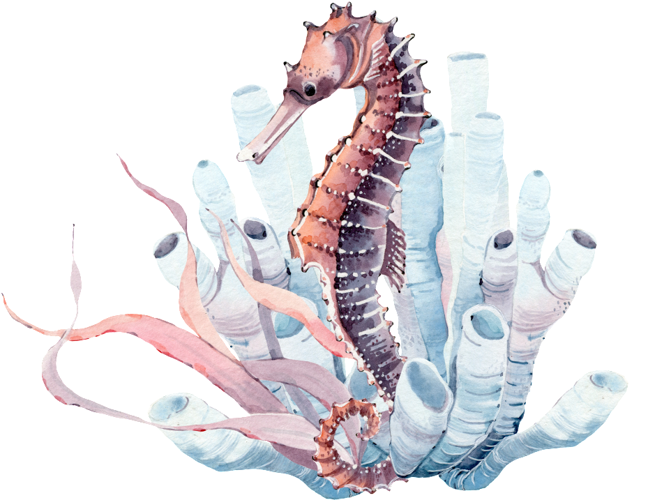 Seabed Seahorse Png Transparent - Watercolor Seahorse (1024x887), Png Download