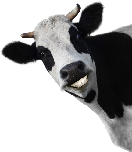 Cow Face Png Download - Cows Don't Stay Milked (433x500), Png Download