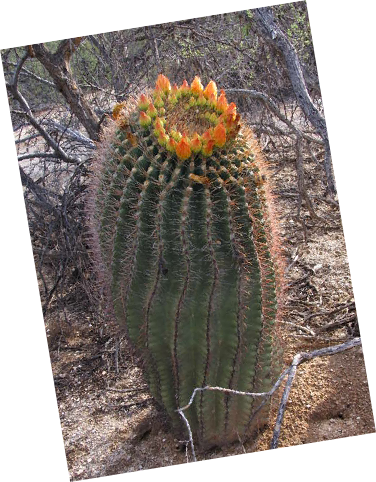 From The Mighty To The Humble, We Have An Amazing Array - Hedgehog Cactus (376x482), Png Download