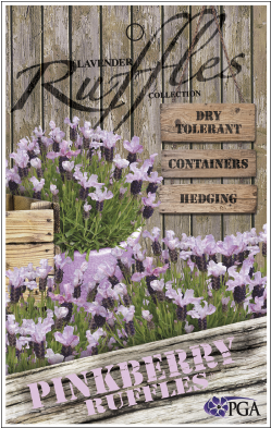 Find A Supplier - Pansy (300x400), Png Download