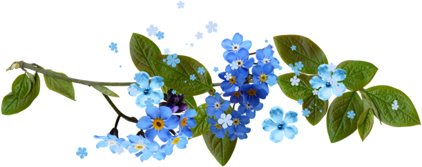 Forget Me Nots Dividers - Não Esqueças De Mim: 15 Sementes (650x271), Png Download