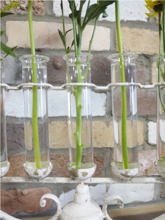 Moth Orchid (1152x768), Png Download