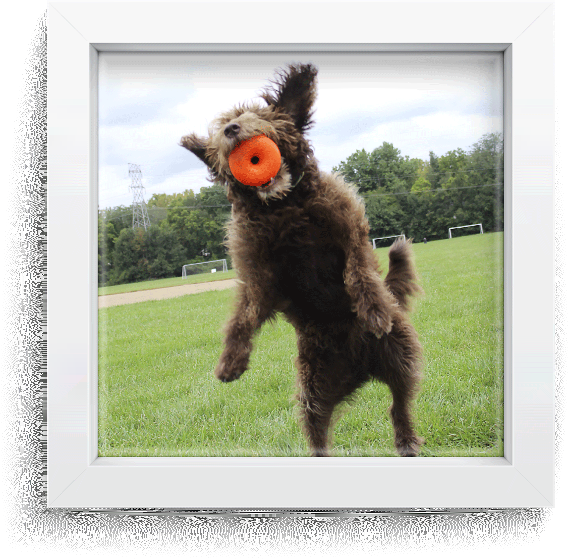 Congratulations To The September Ruff Dawg Of The Month - Dog Toy (1200x1200), Png Download