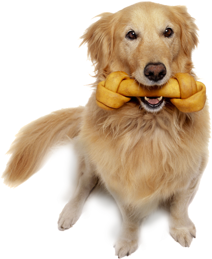 Cute Dog Holding Chew Toy - Dog (600x600), Png Download