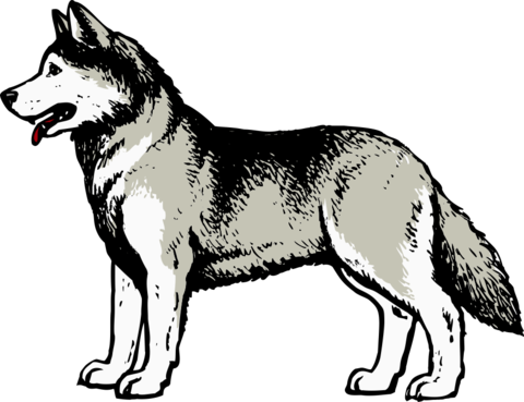 As Part Of Our Exclusive Partnership With The University - University Of Washington Mascot Logo (480x369), Png Download